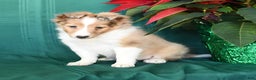 Shetland Sheepdog dogs for sale: Molly - Ad 2