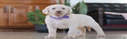 Labrador Retriever dogs for sale: Noel - Ad 9