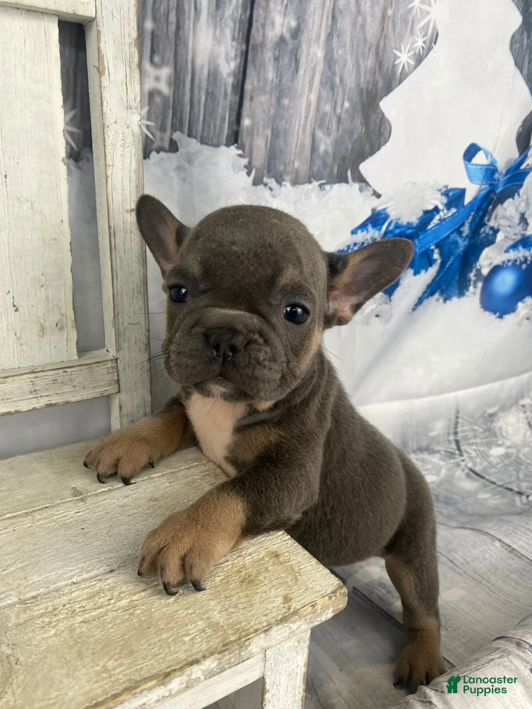 French Bulldog dogs for sale: Paisley - Ad 8