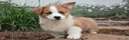Welsh Corgi Pembroke dogs for sale: Magnum - Ad 1