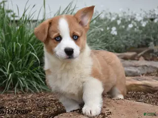 Welsh Corgi Pembroke dogs for sale: Magnum - Ad 2