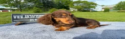 Miniature Dachshund dogs for sale: Russian AKC boy - Ad 12