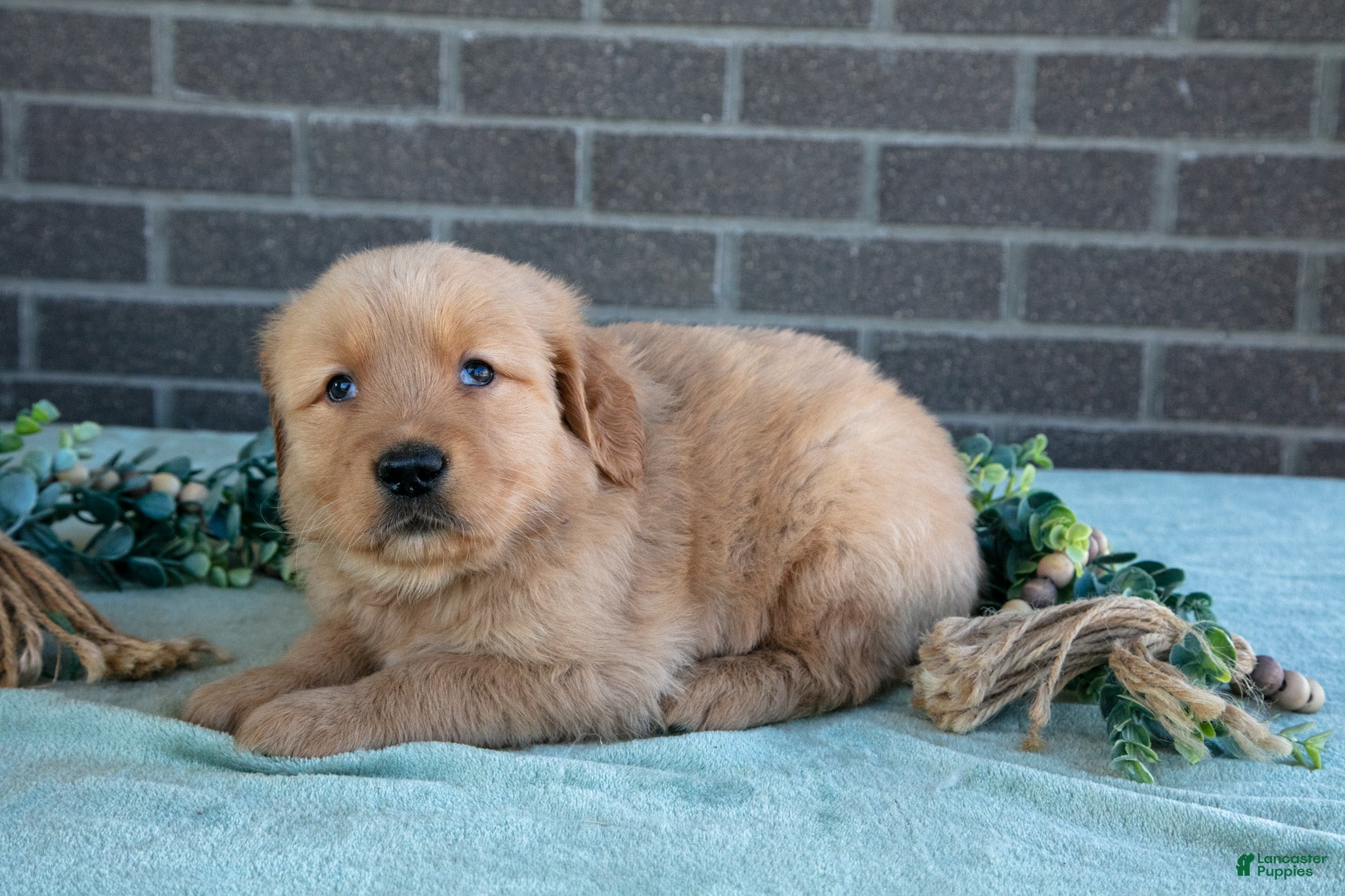 Golden Retriever dogs Truffle - Ad 2