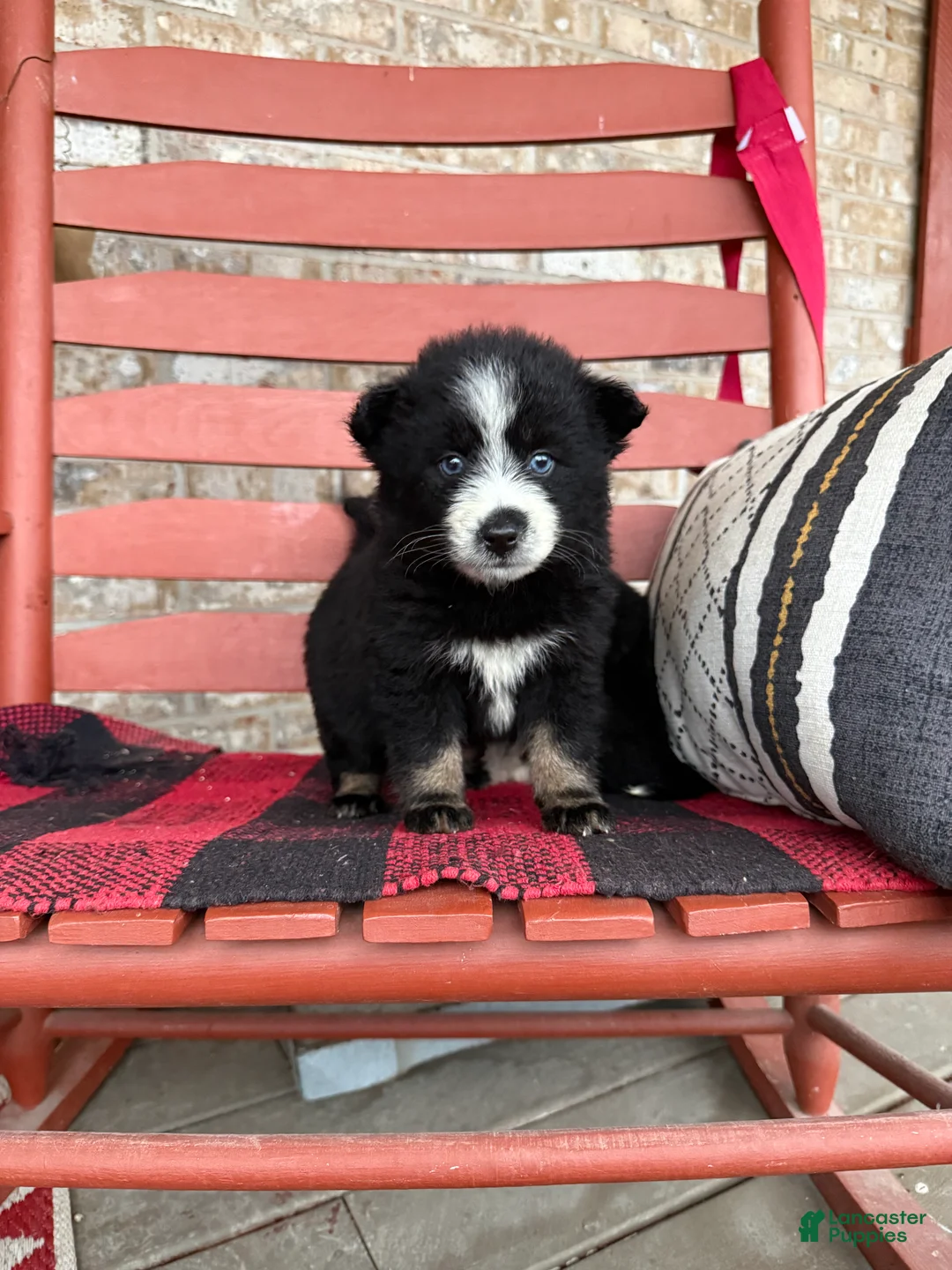 Pomsky dogs for sale: Panda - Ad 6