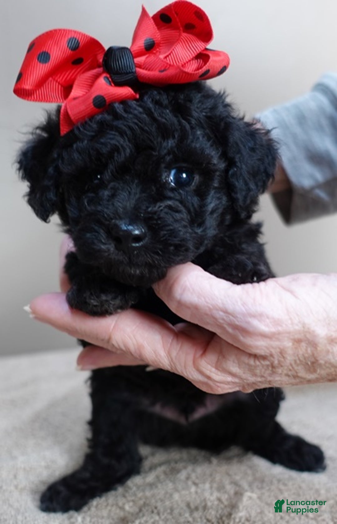 Toy Poodle dogs for sale: Kaida solid black - Ad 11