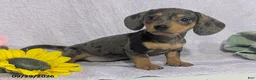 Dachshund dogs for sale: Loretta Dapple - Ad 3