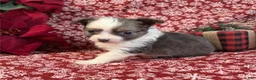 Chihuahua dogs for sale: Chihuahua Puppy 1 - Ad 1