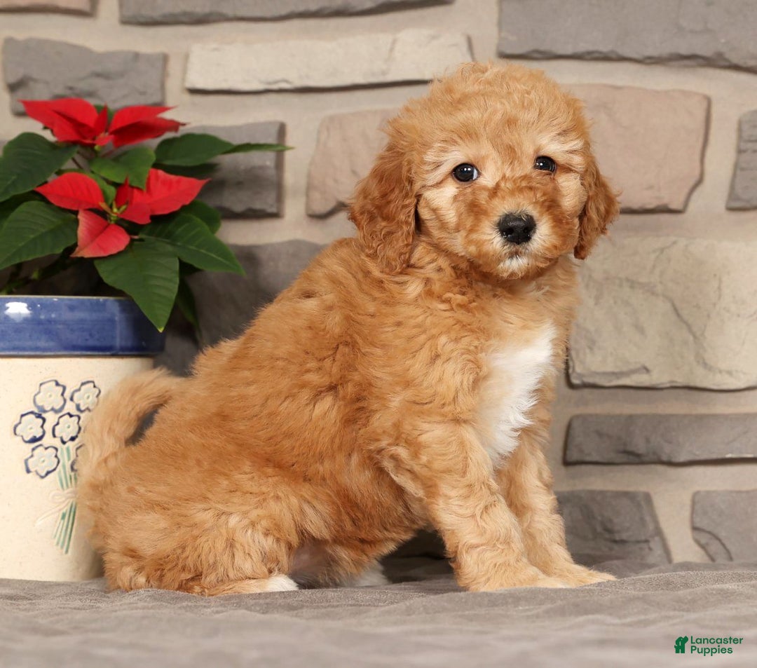 Mini Goldendoodle dogs for sale: Emiko - Ad 4