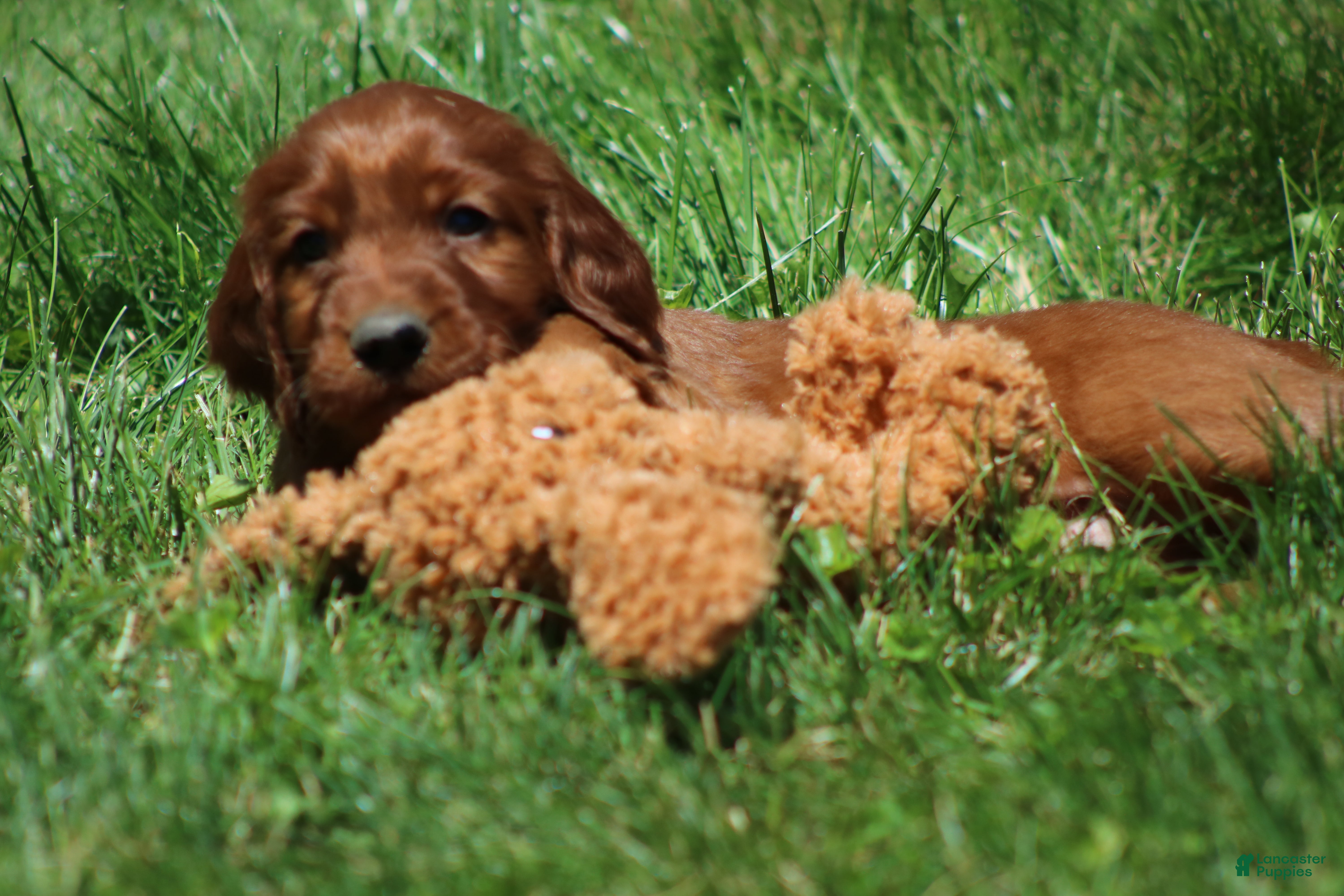 Irish Setter dogs for sale: Mickey - Ad 4