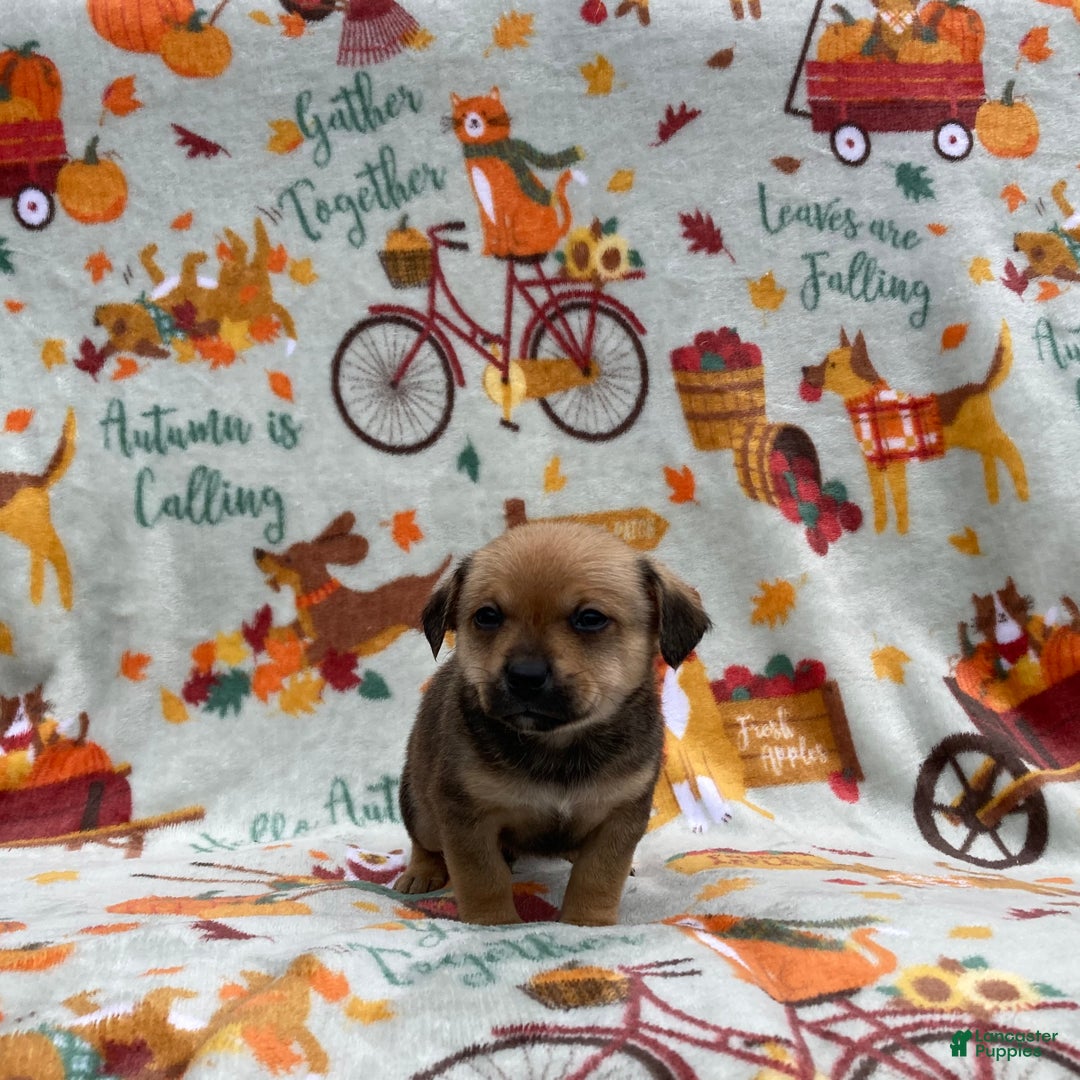 Chihuahua dogs for sale: Brody - Ad 7