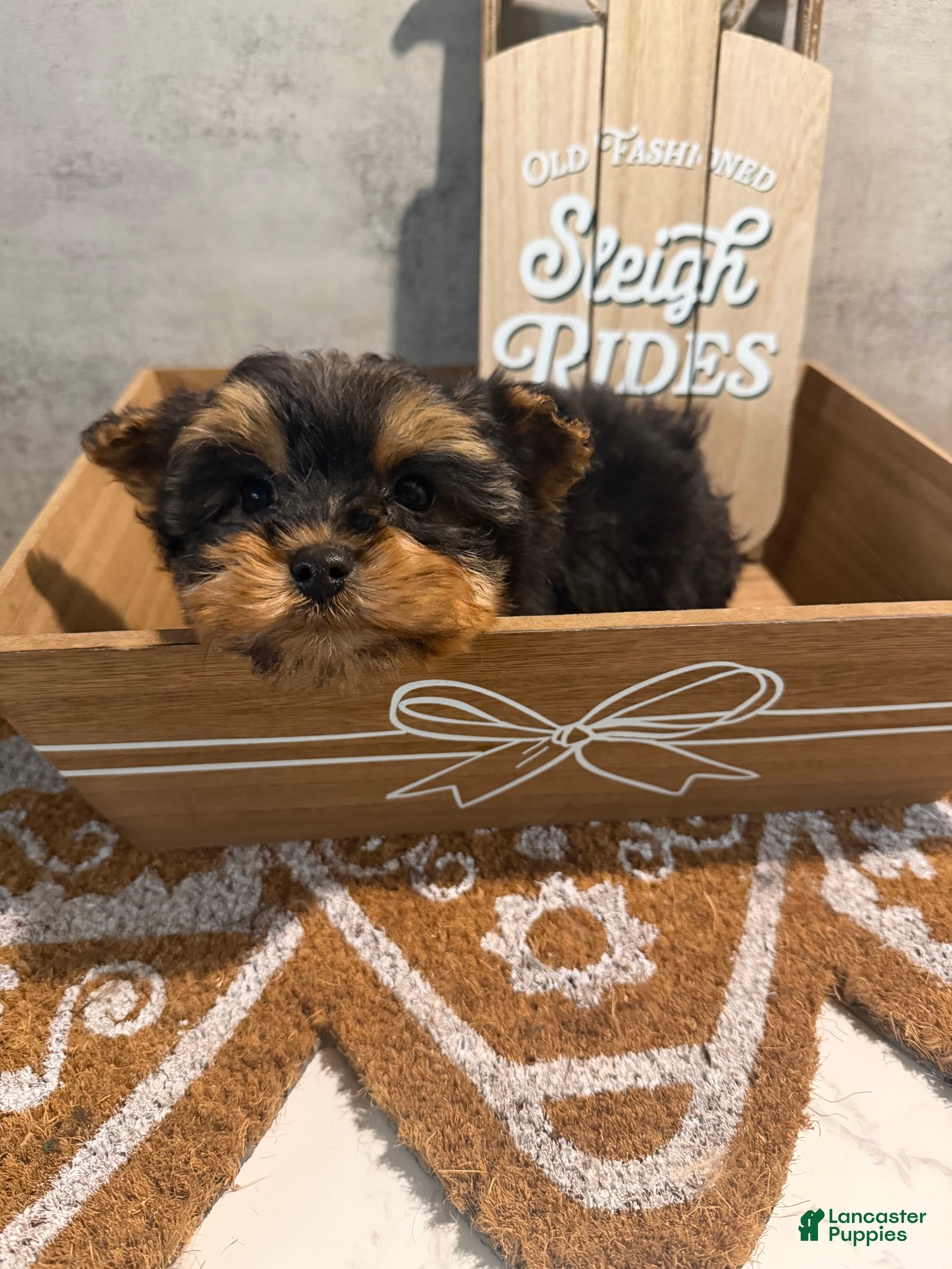 Yorkshire Terrier dogs Jack  - Ad 22