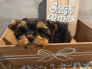 Yorkshire Terrier dogs Jack - Ad 40