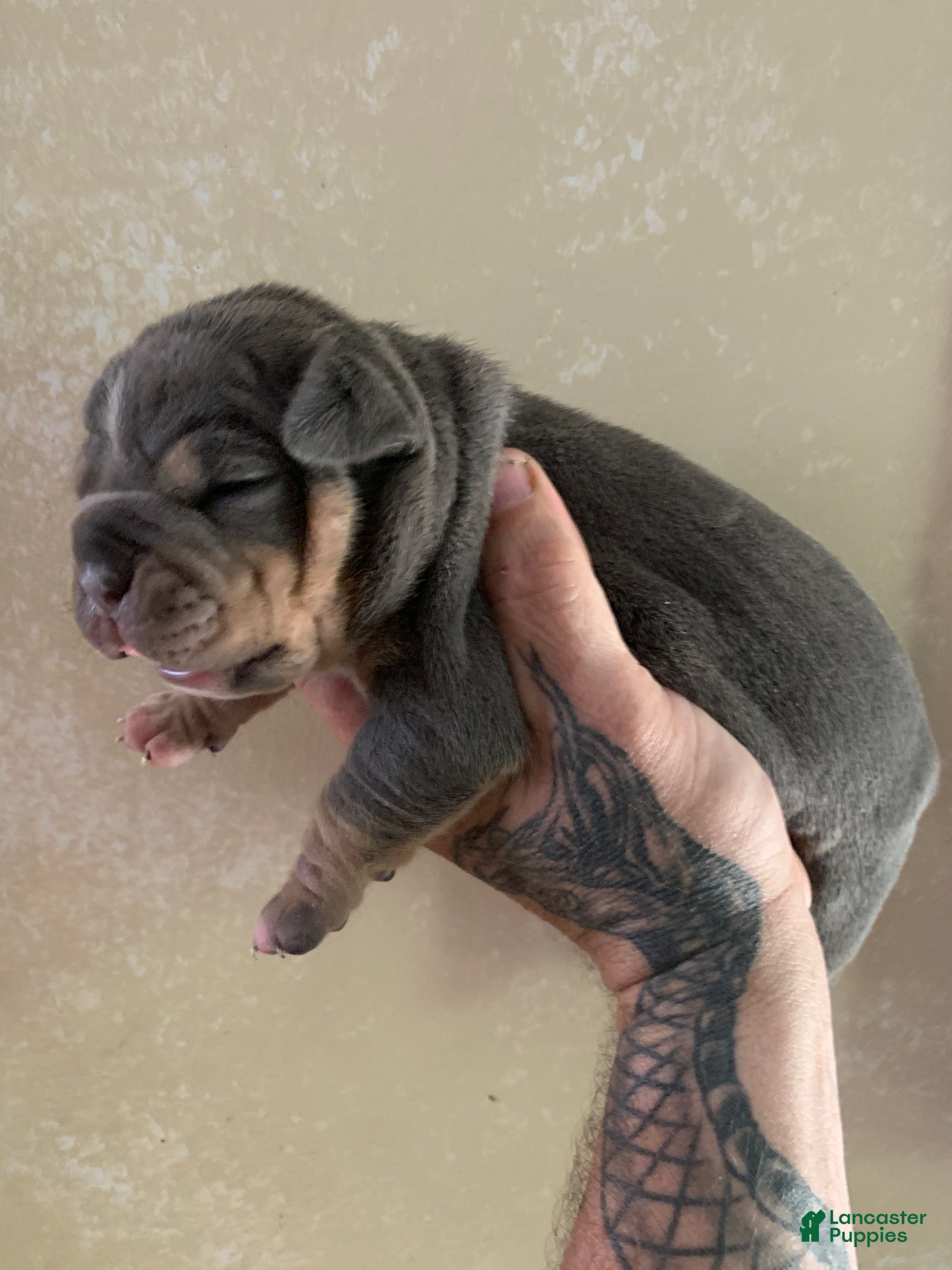English Bulldog dogs English Bulldog Puppy 3 - Ad 4