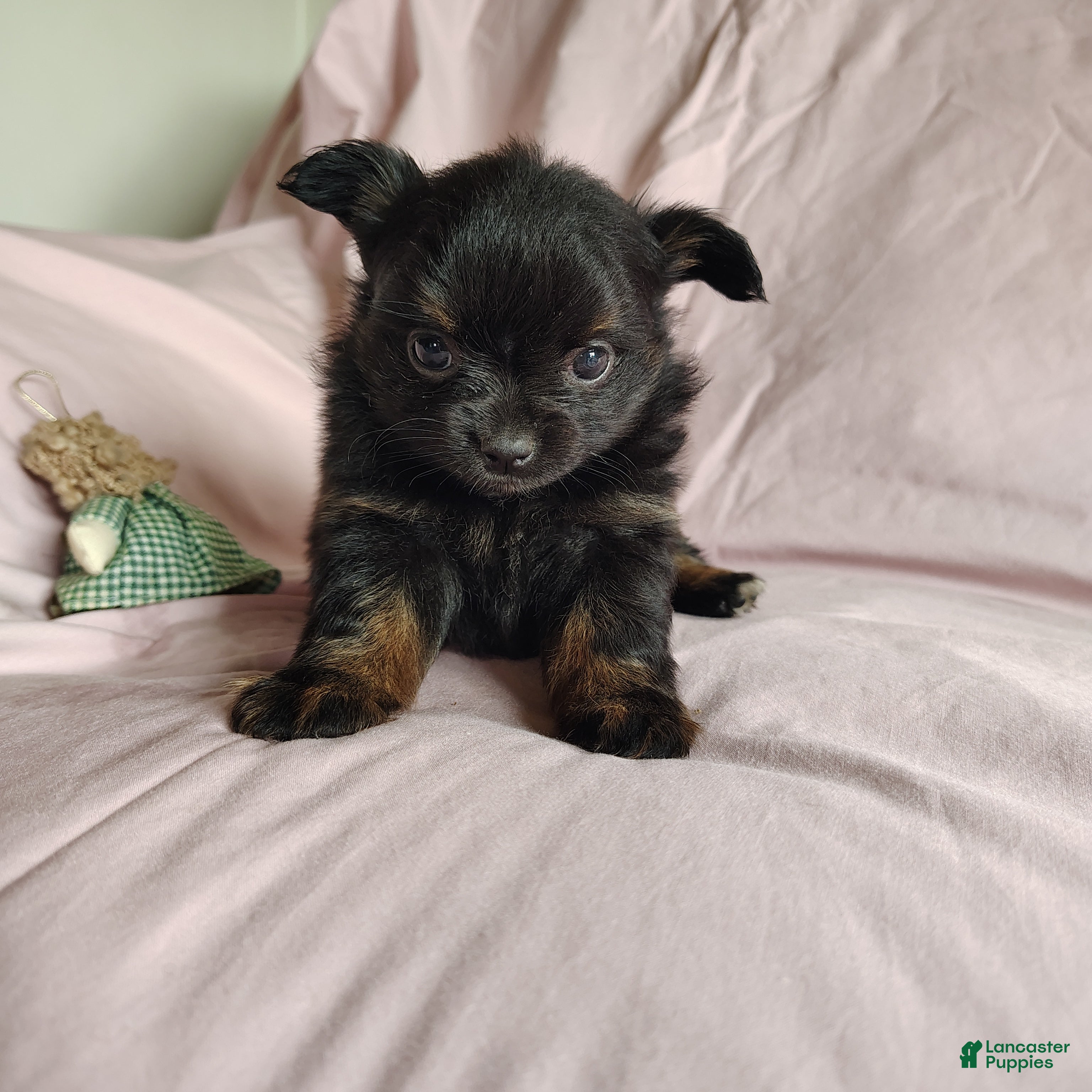 Pomchi dogs Bebe - Ad 2