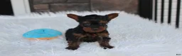 Yorkiepoo dogs for sale: Emmett  - Ad 15