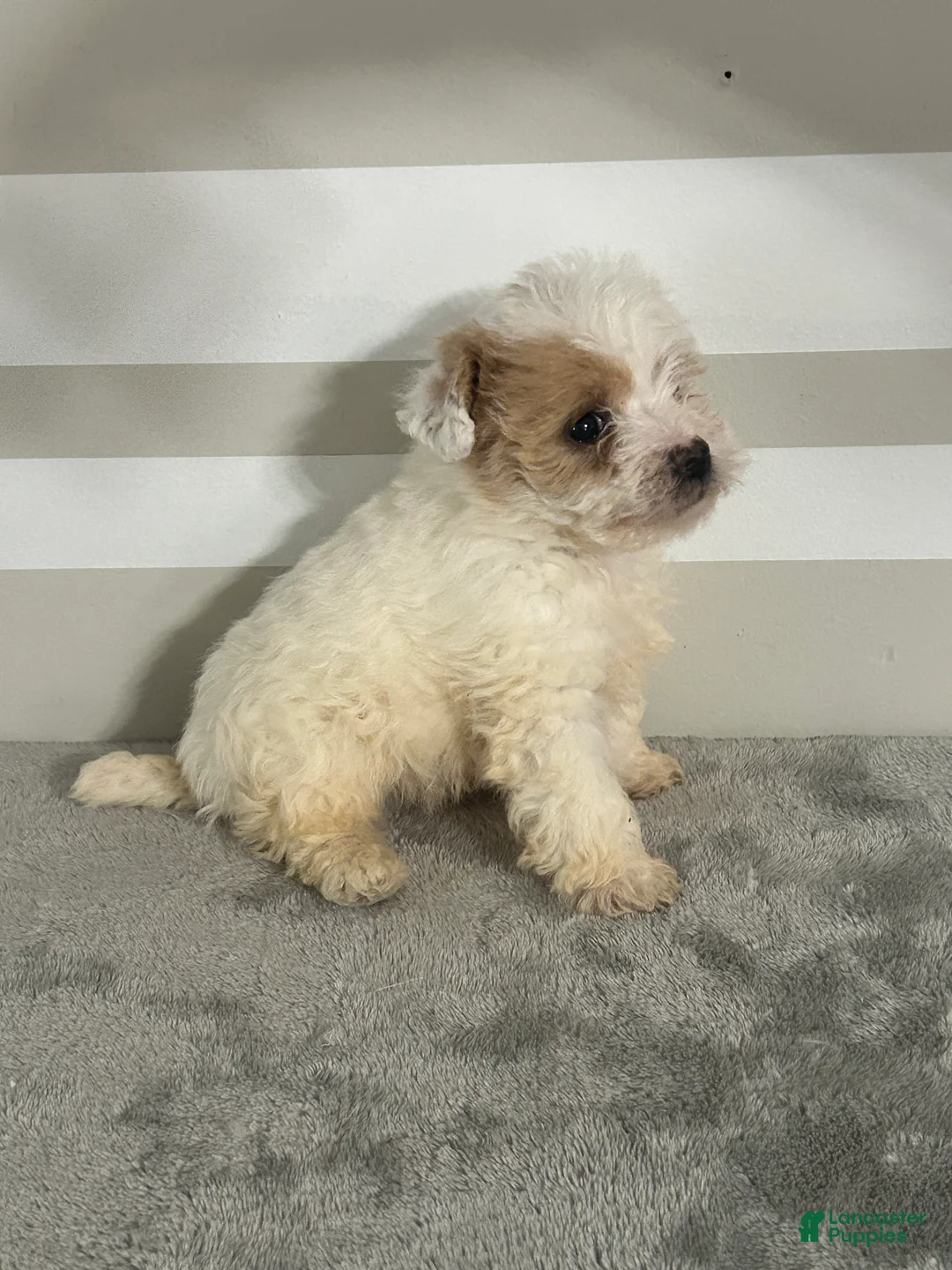 Maltipoo dogs for sale: Brandon - Ad 3