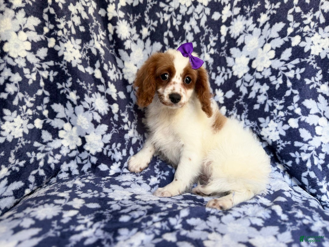 Cavapoo dogs for sale: Maple - Ad 6