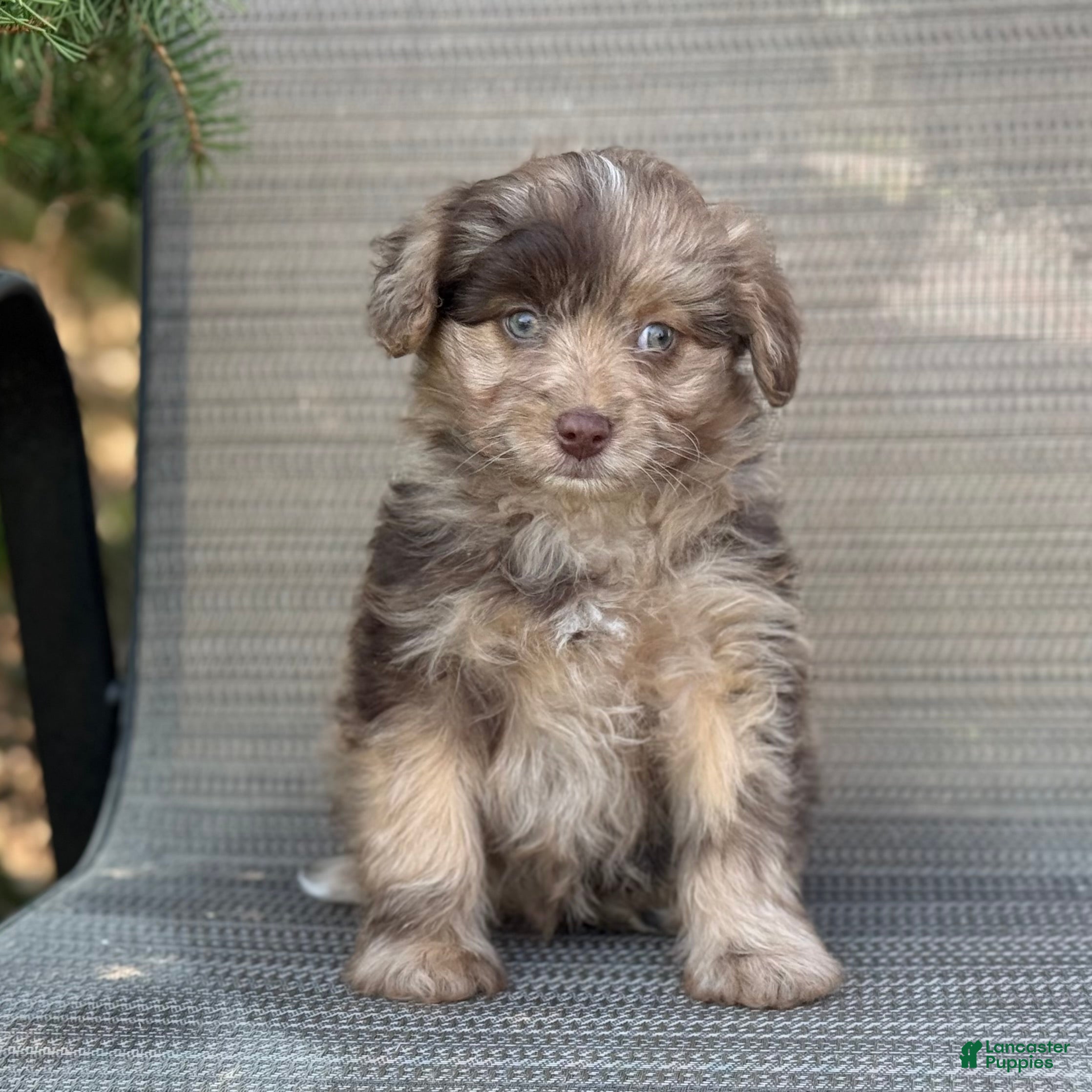 Pomapoo dogs Jip - Ad 2