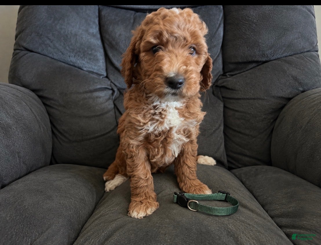 Mini Goldendoodle dogs Green collar - Ad 1