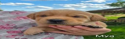 Labrador Retriever dogs for sale: Mya - Ad 4