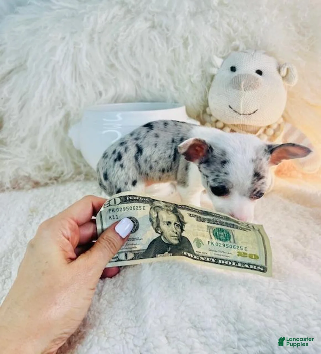 Chihuahua dogs for sale: Teacup Chihuahua 1 - Ad 2