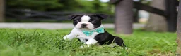 Boston Terrier dogs for sale: Atlas - Ad 3