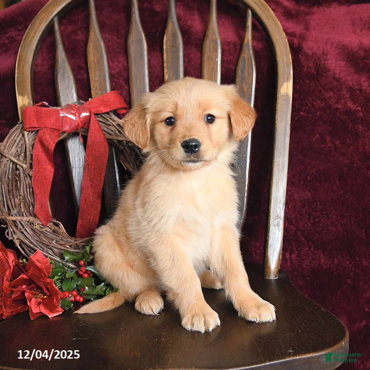 Golden Retriever dogs Jessica Joy - Ad 22