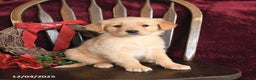Golden Retriever dogs for sale: Jessica Joy - Ad 1