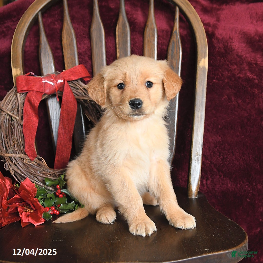 Golden Retriever dogs for sale: Jessica Joy - Ad 1