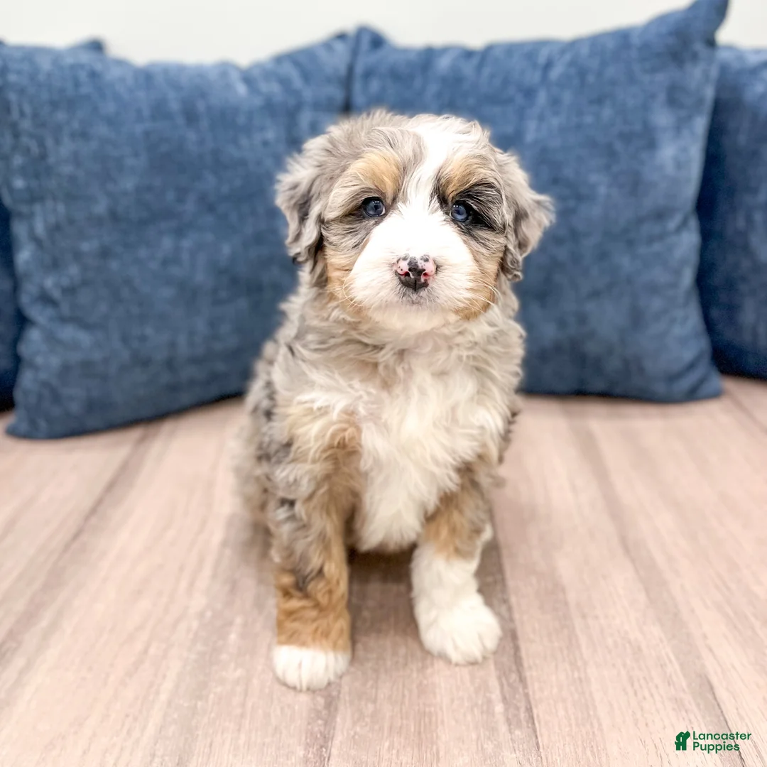Mini Bernedoodle dogs for sale: Lilly - Ad 2