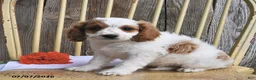 Cavapoo dogs for sale: Austin - Ad 4