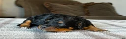 Mixed Breed dogs for sale: Black & Tan Micro Bernedoodle - Ad 5