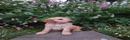 Mini Goldendoodle dogs for sale: Peaches  - Ad 1