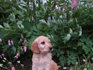 Mini Goldendoodle dogs for sale: Peaches - Ad 4