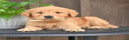 Golden Retriever dogs for sale: Ruth - Ad 3