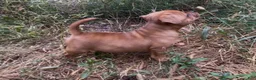 Staffordshire Bull Terrier dogs for sale: Tella - Ad 6