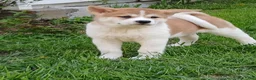 Akita dogs for sale: Cypress - Ad 1
