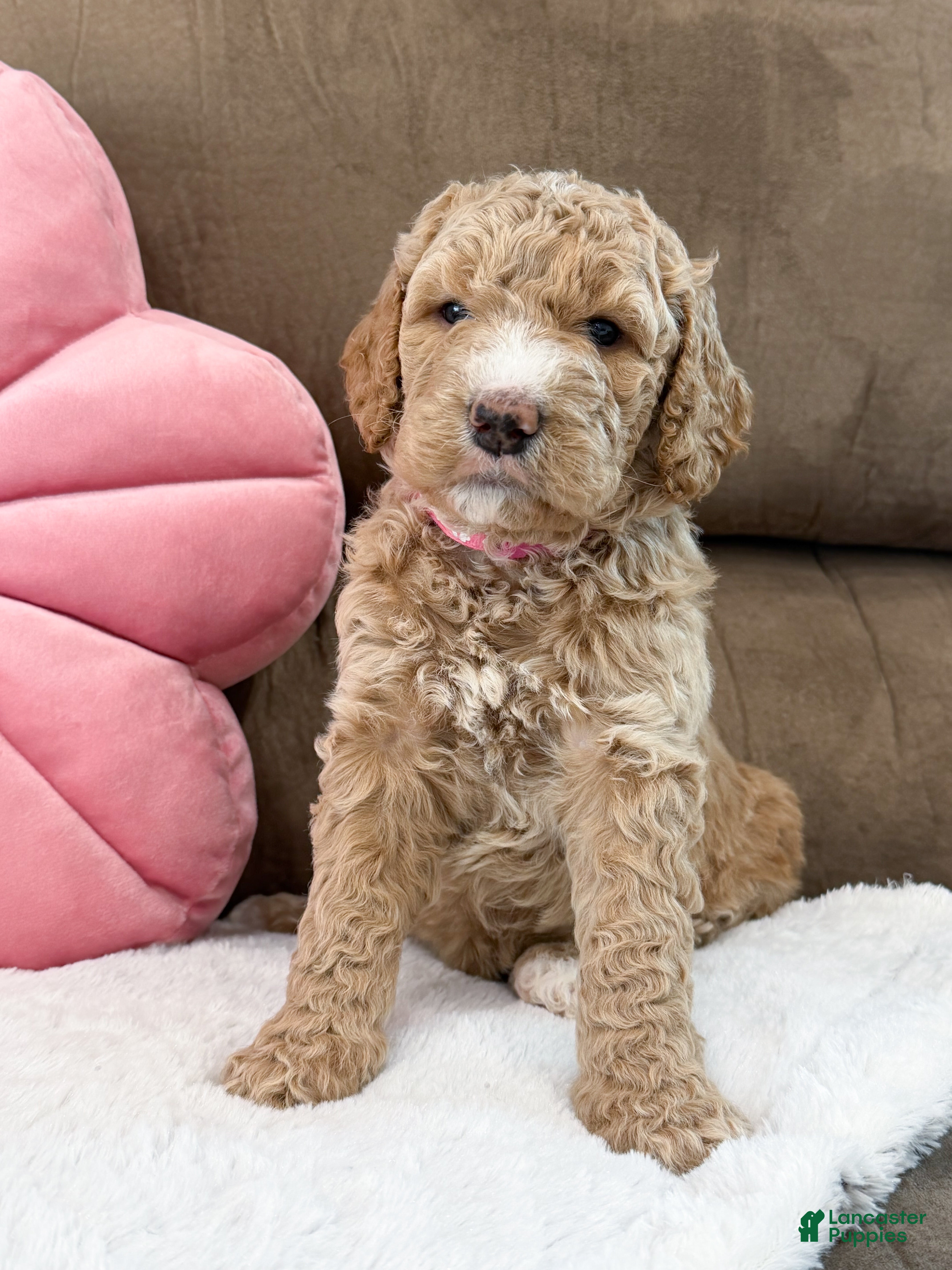 Goldendoodle dogs Dixie - Ad 2