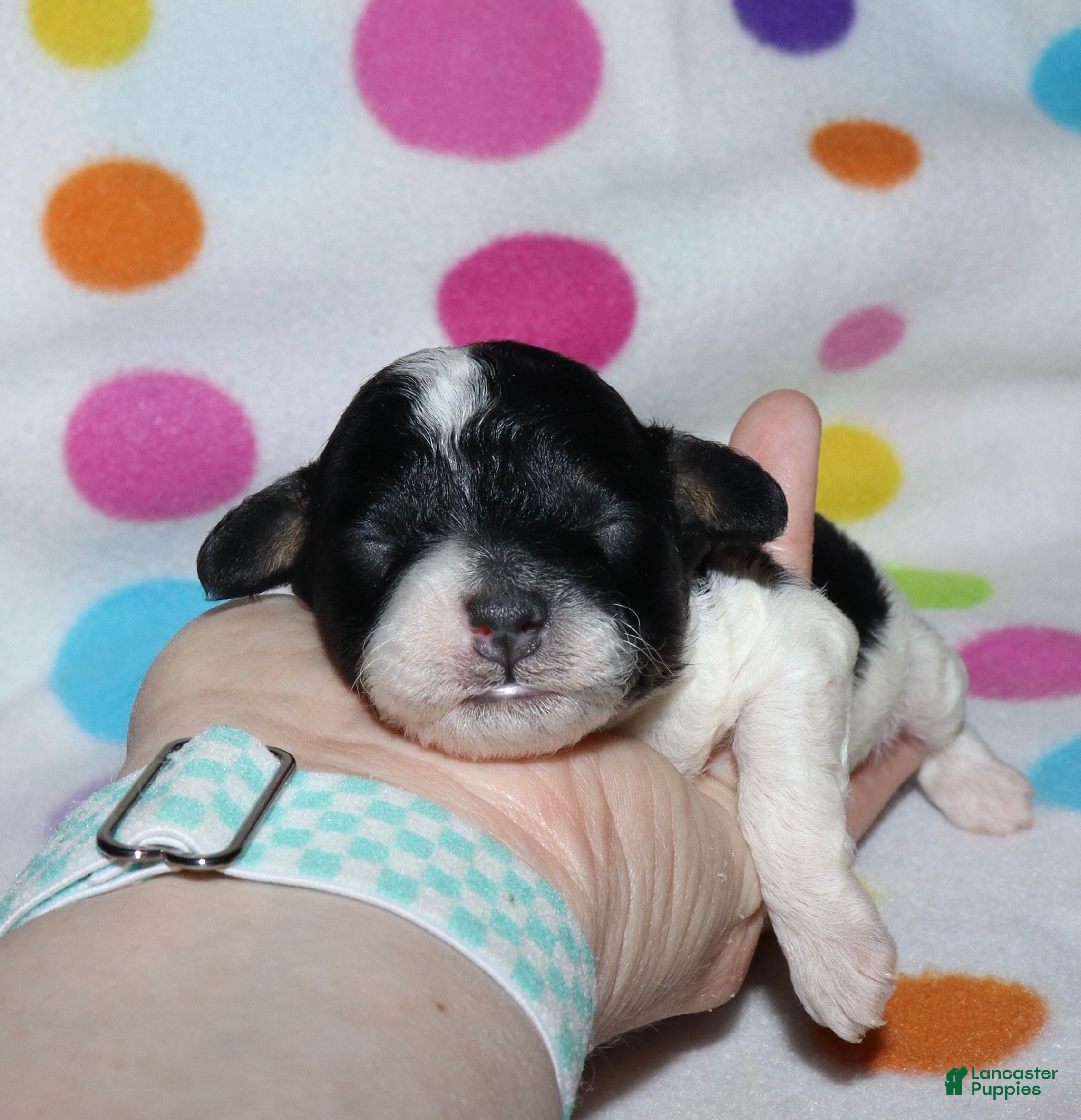 Miniature Poodle dogs Harlee’s Bk&W male - Ad 32