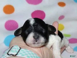 Miniature Poodle dogs Harlee’s Bk&W male - Ad 32