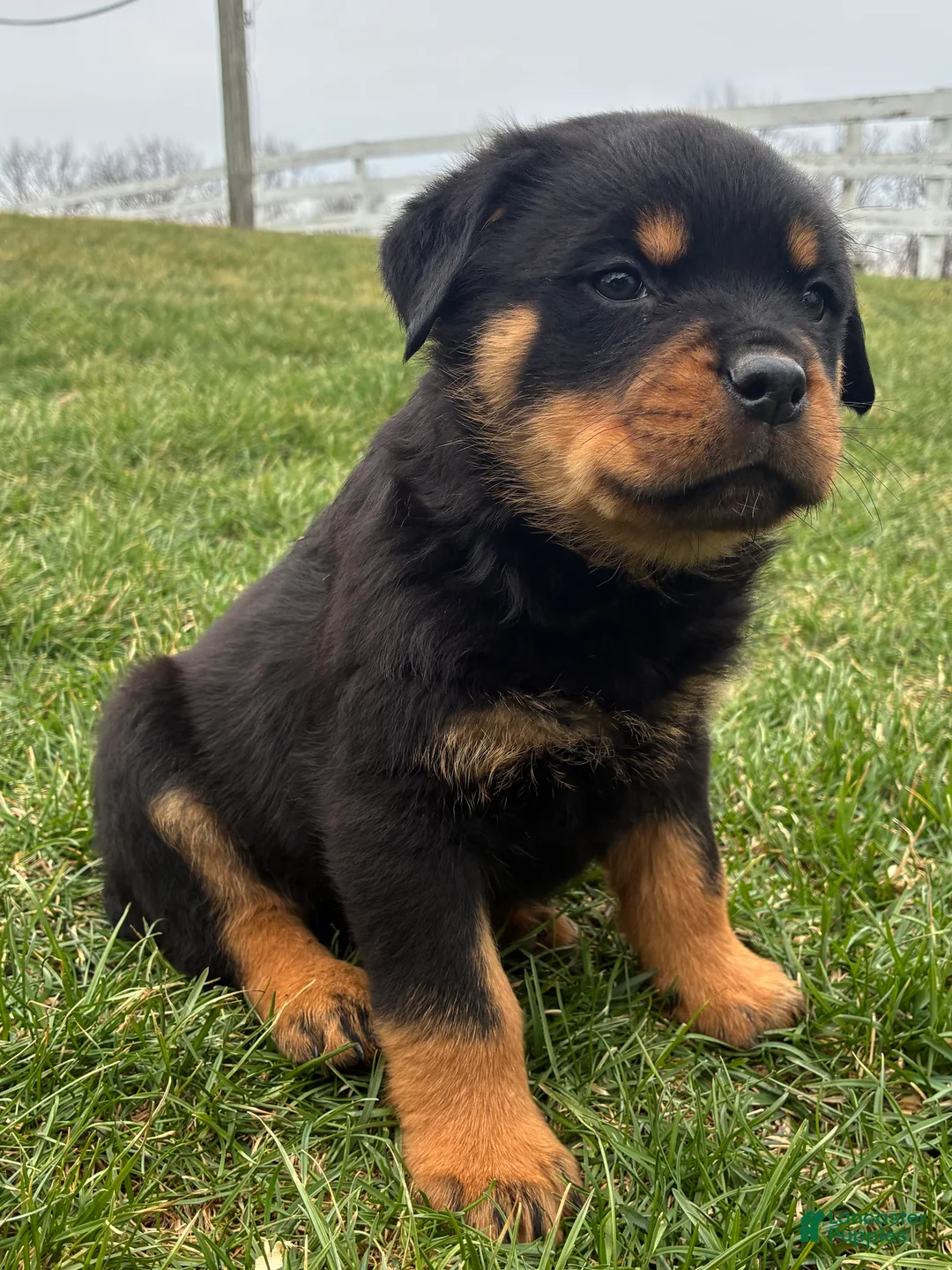 Rottweiler dogs for sale: Boomer - Ad 2