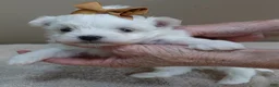 Maltese dogs for sale: Harpo - Ad 2