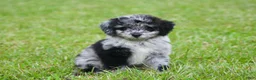 Aussiedoodle dogs for sale: Chrissy - Ad 9