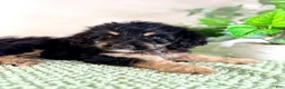 Bernedoodle dogs for sale: Dobby - Ad 2