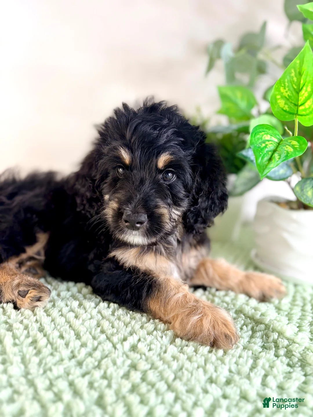 Bernedoodle dogs for sale: Dobby - Ad 2