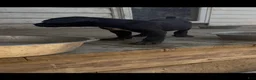 Cane Corso dogs for sale: Panther - Ad 9