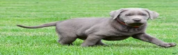 Labrador Retriever dogs for sale: Skittles - Ad 13