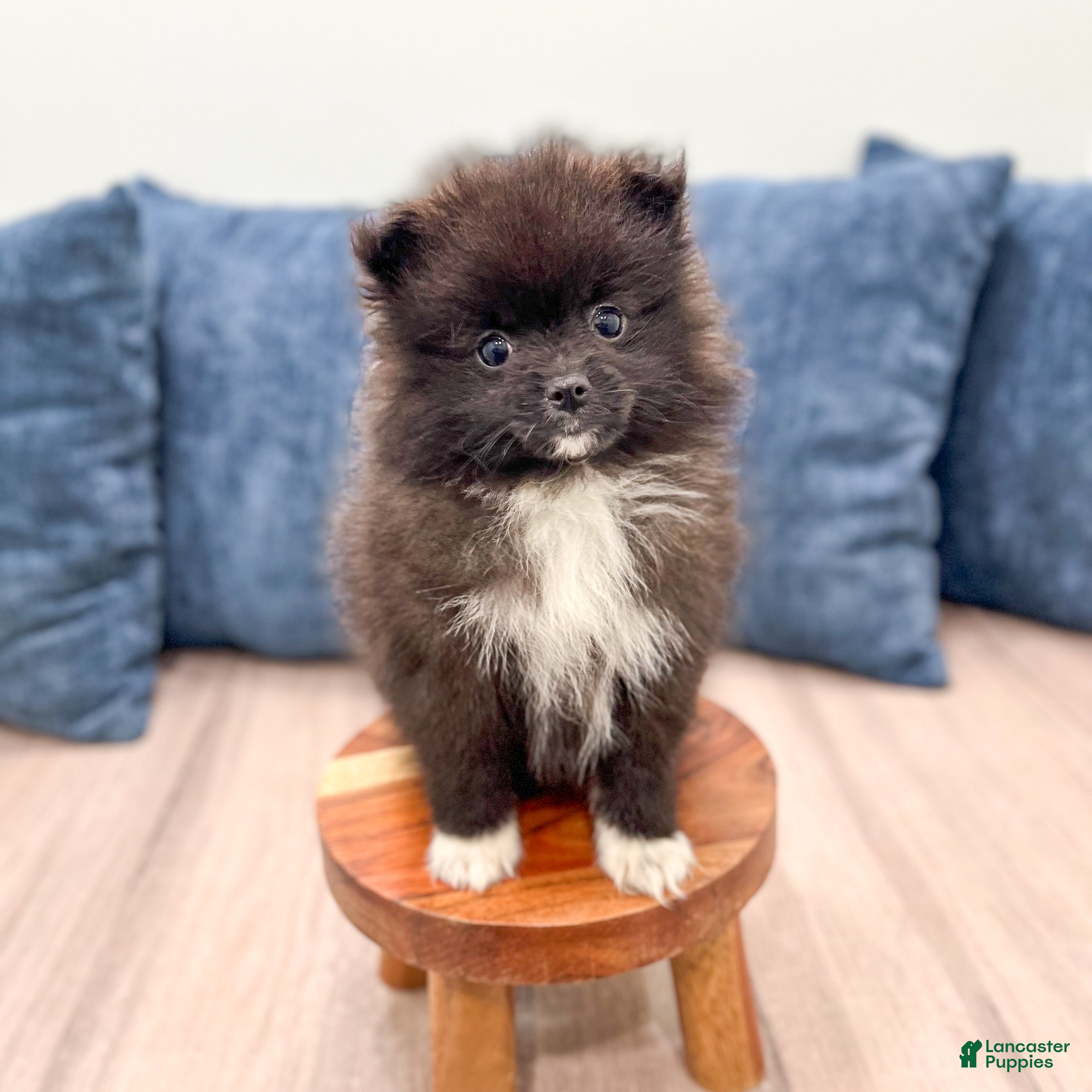 Pomeranian dogs Rory - Ad 2