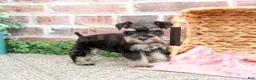 Miniature Schnauzer dogs for sale: Stormi  - Ad 2