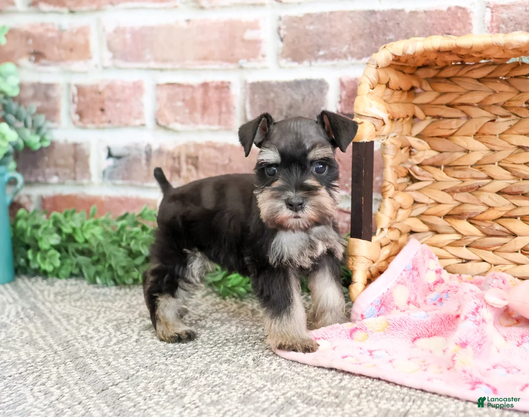 Miniature Schnauzer dogs for sale: Stormi  - Ad 2